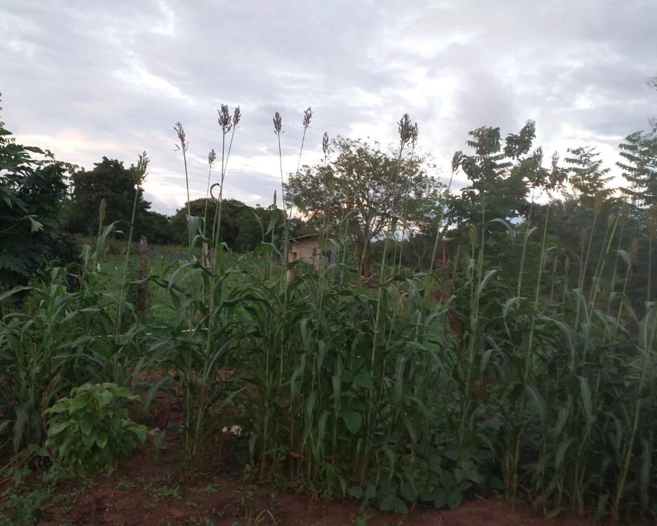 Farm image 4