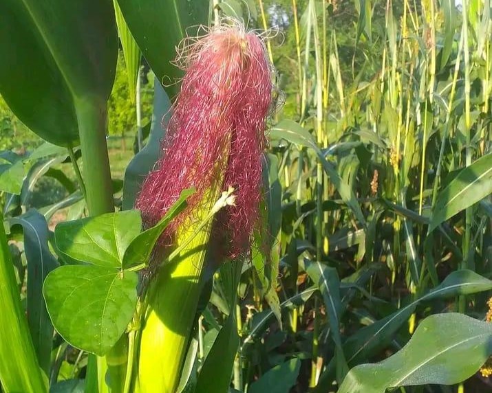 Farm image 2